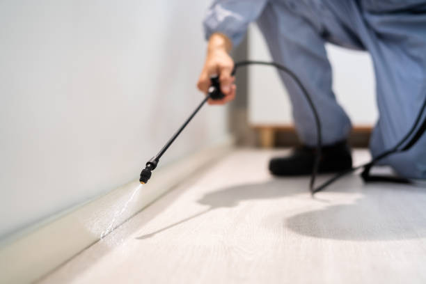 Licensed Wasp Removal service in Hudson, IL - Show Me Pest Control